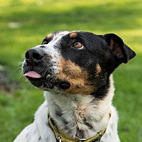 adopt a pet