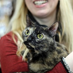 Thumbnail photo of Tortie #1
