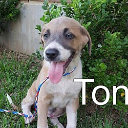 Thumbnail photo of Tonka #2