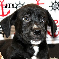 Thumbnail photo of Liam ~ adopted! #1