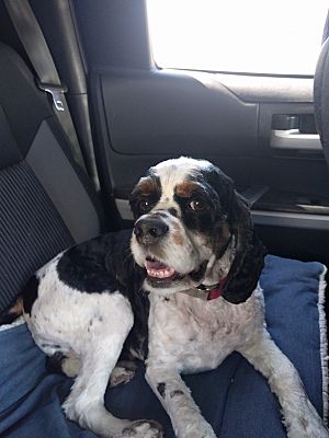 Bozeman, MT - Cocker Spaniel. Meet Hatchet a Pet for Adoption