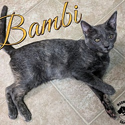 Thumbnail photo of Bambi #1