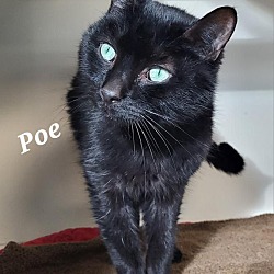 Photo of Poe