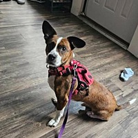 adopt a pet