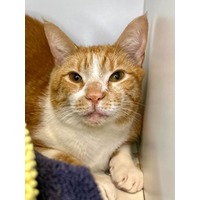 adopt-pet