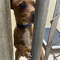 adopt a pet