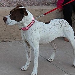 American bulldog german deals shorthaired pointer mix