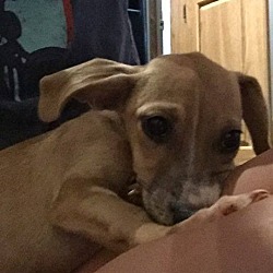 Thumbnail photo of Stella (adoption pending) #1