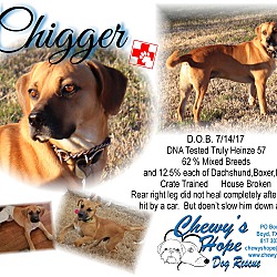 Thumbnail photo of Chigger #1