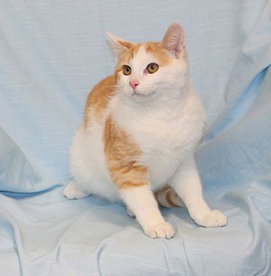 Stockton Ca Domestic Shorthair Meet Nemo A Pet For Adoption