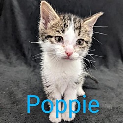 Photo of Poppie