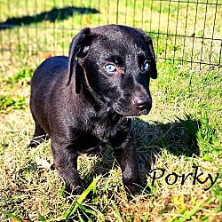 Thumbnail photo of Porky~adopted! #1