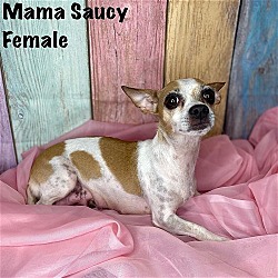 Photo of Mama Saucy