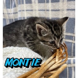 Photo of Montie
