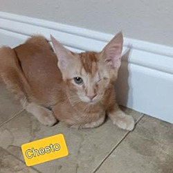 Thumbnail photo of Cheeto #3