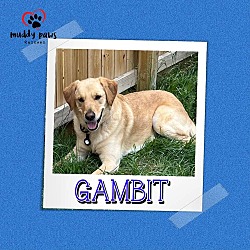 Thumbnail photo of Gambit (Courtesy Post) #1