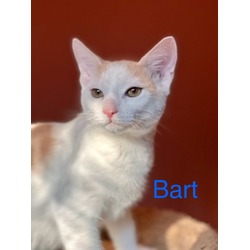 Thumbnail photo of Bart #1