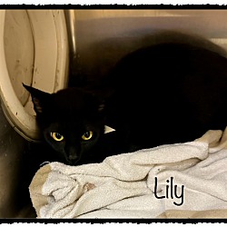 Thumbnail photo of LILY #1