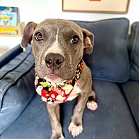 adopt a pet