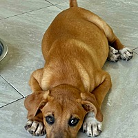 adopt a pet