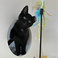 adopt a pet