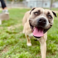 adopt a pet
