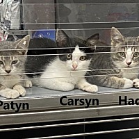 adopt a pet