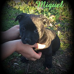 Thumbnail photo of Miguel #2