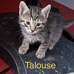 Thumbnail photo of Talouse (ta-loose) #2