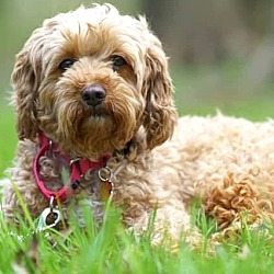 Photo of HONEY