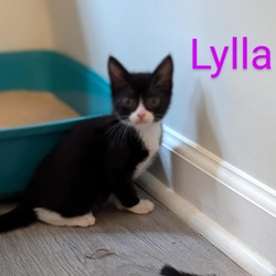 Thumbnail photo of Lylla 2024 #3