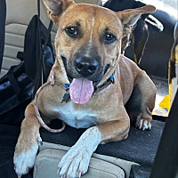 adopt a pet
