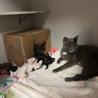 adopt a pet