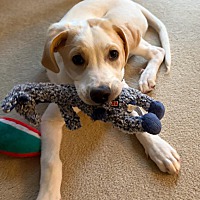 adopt a pet
