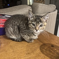 ABACUS - Domestic Shorthair available for adoption