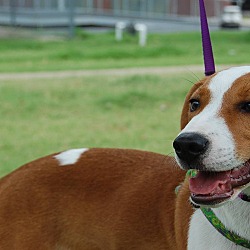 Thumbnail photo of Daisy Beagle #1