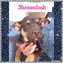 Photo of Shenandoah
