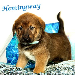Thumbnail photo of Hemingway~adopted! #2