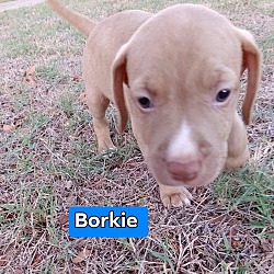 Photo of Borkie
