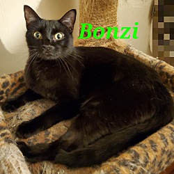 Photo of Bonzi