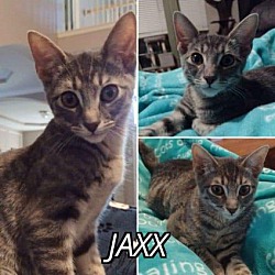 Photo of Jaxx