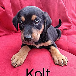 Thumbnail photo of Kolt #1