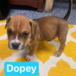 Thumbnail photo of Dopey #4