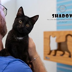 Thumbnail photo of Shadow #1