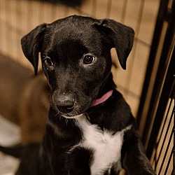 Thumbnail photo of Brooklyn Puppy #2