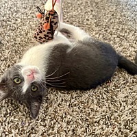 adopt a pet