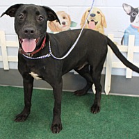 adopt a pet