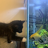 adopt a pet