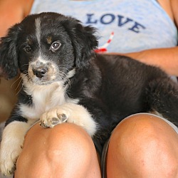 Thumbnail photo of Jimmy Conners~adopted! #4