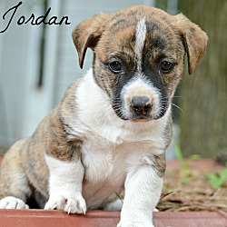 Thumbnail photo of Jordan~adopted! #2